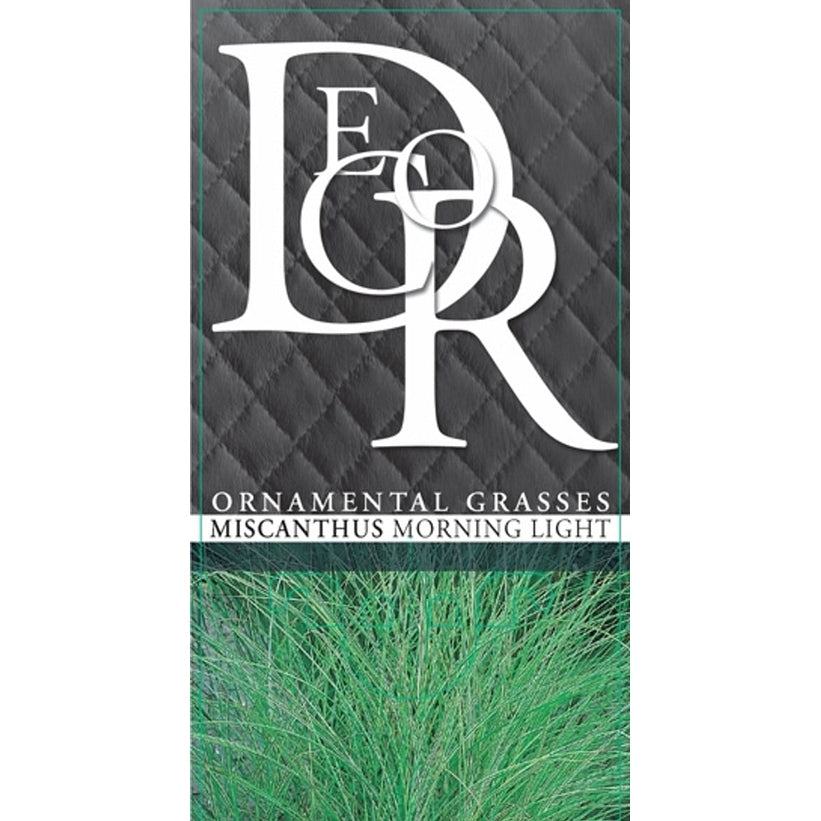 Glansmiskantus – Miscanthus sinensis 'Morning Light' - C2